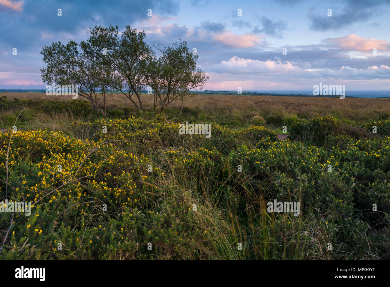 Heathland at Beacon Batch on Black Down in the Mendip Hills Area of Outstanding Natural Beauty in early autumn, Somerset, England. Stock Photo