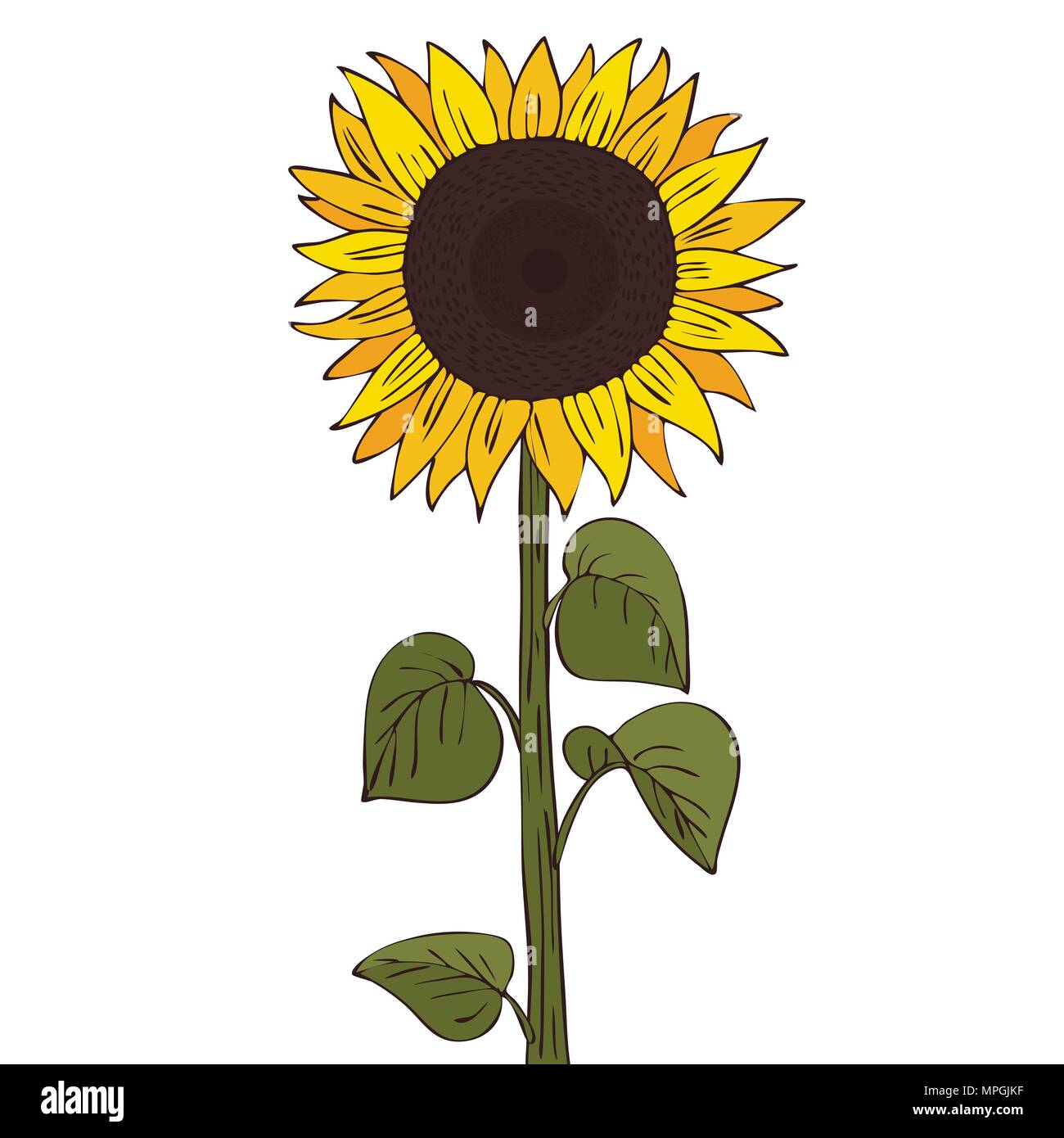 Featured image of post Cartoon Drawing Cartoon Animated Sunflower