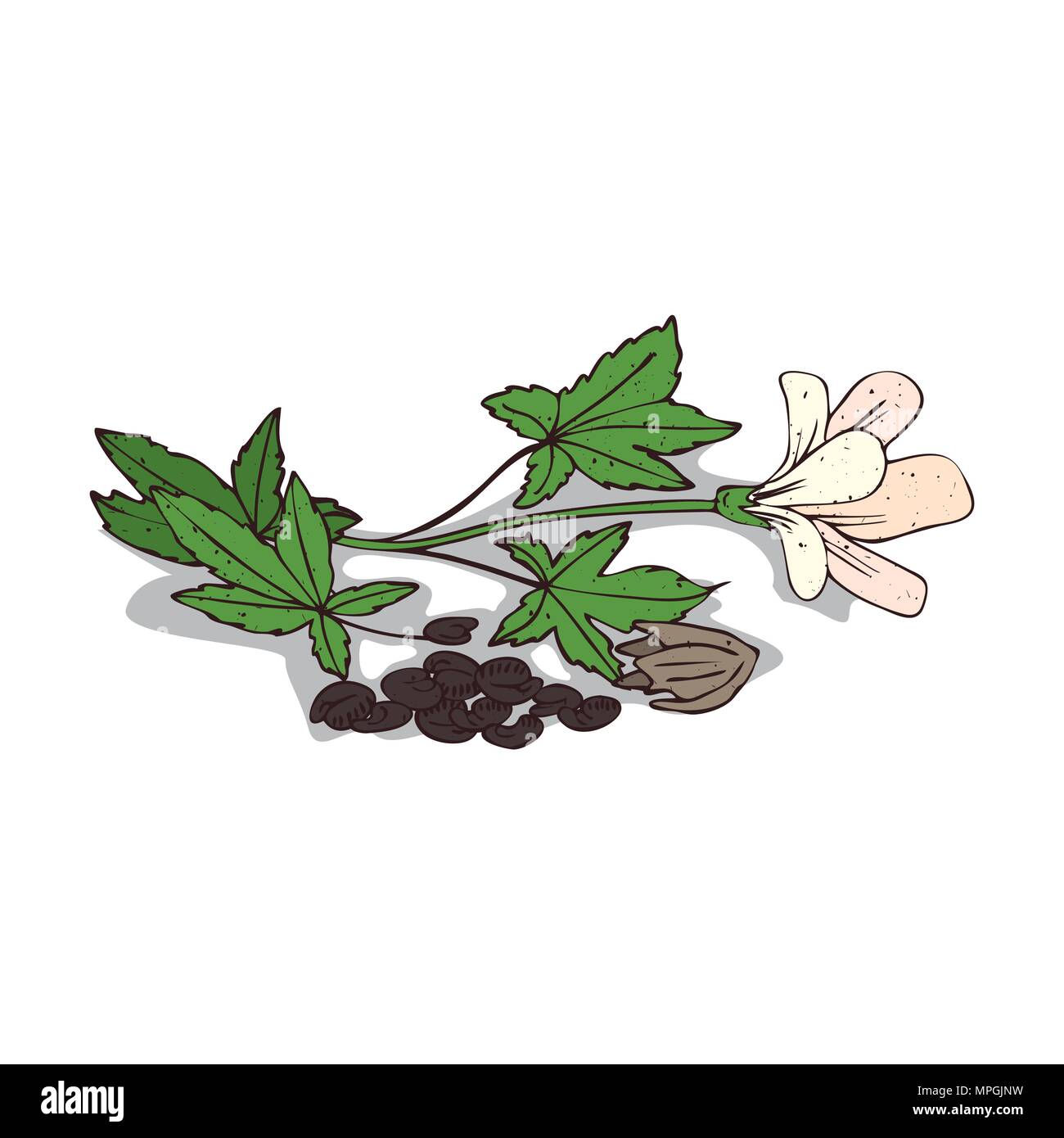 Isolated clipart of plant Kenaf on white background. Botanical drawing of herb Hibiscus cannabinus with seeds and flowers, leaves Stock Vector