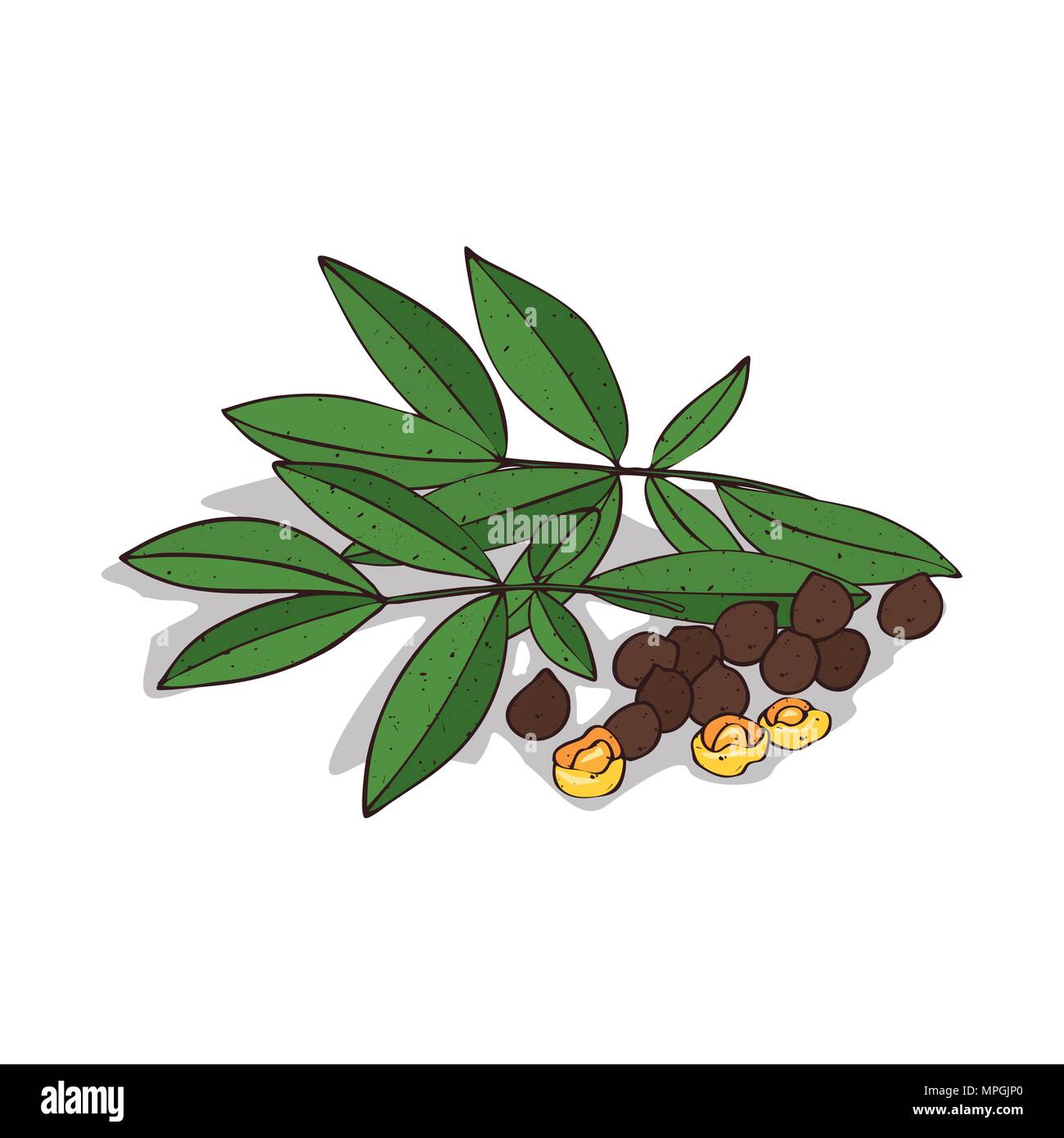 Isolated clipart of plant Kusum on white background. Botanical drawing of herb Schleichera oleosa with seeds and leaves Stock Vector