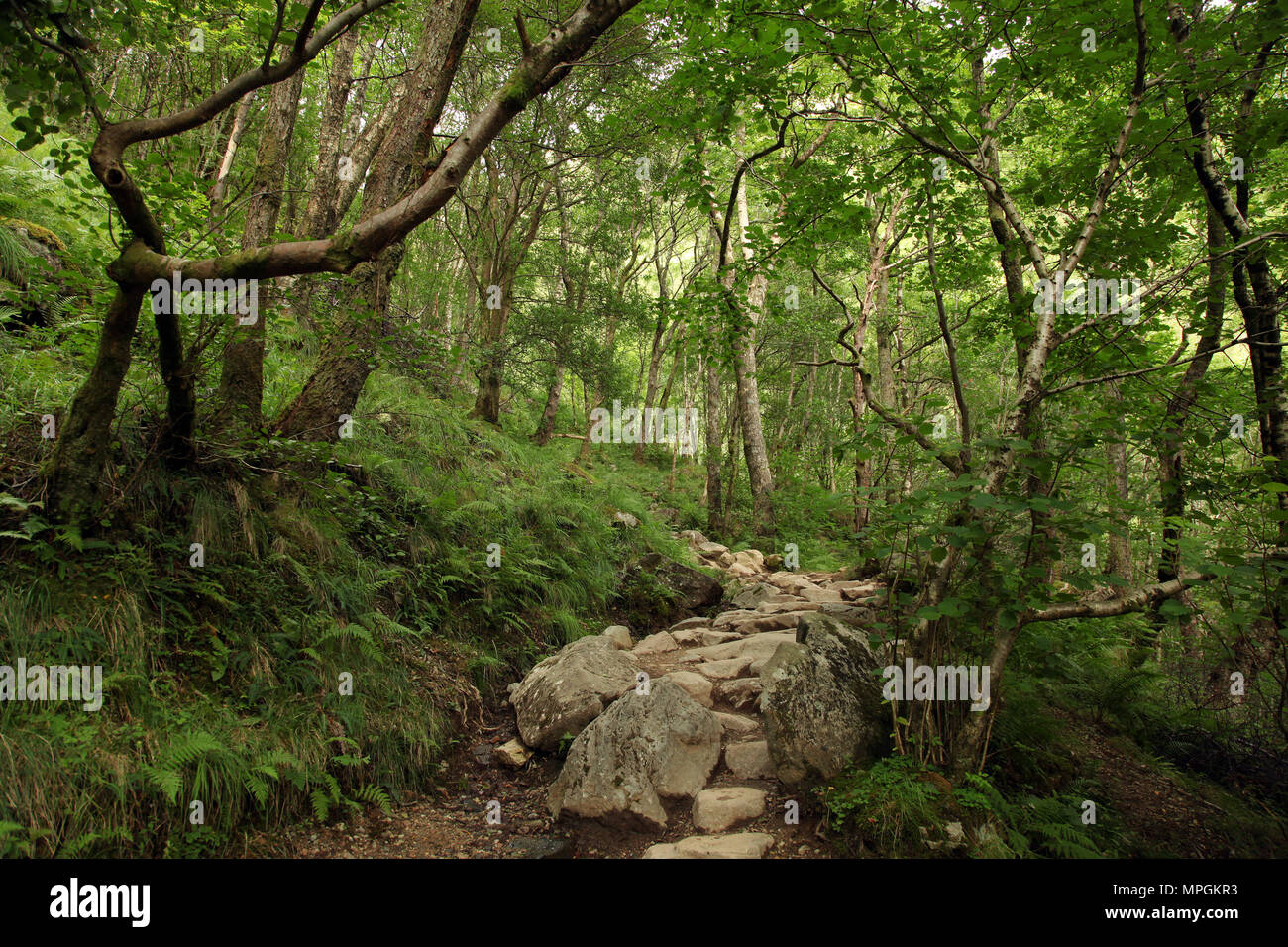 Forest in Scotland Stock Photo Alamy