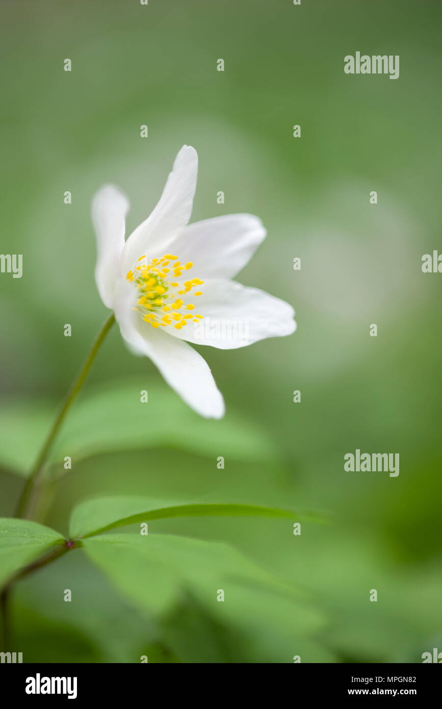 Close-up of a Wood Anemone flower (Anemone nemorosa) on a woodland floor. Stock Photo