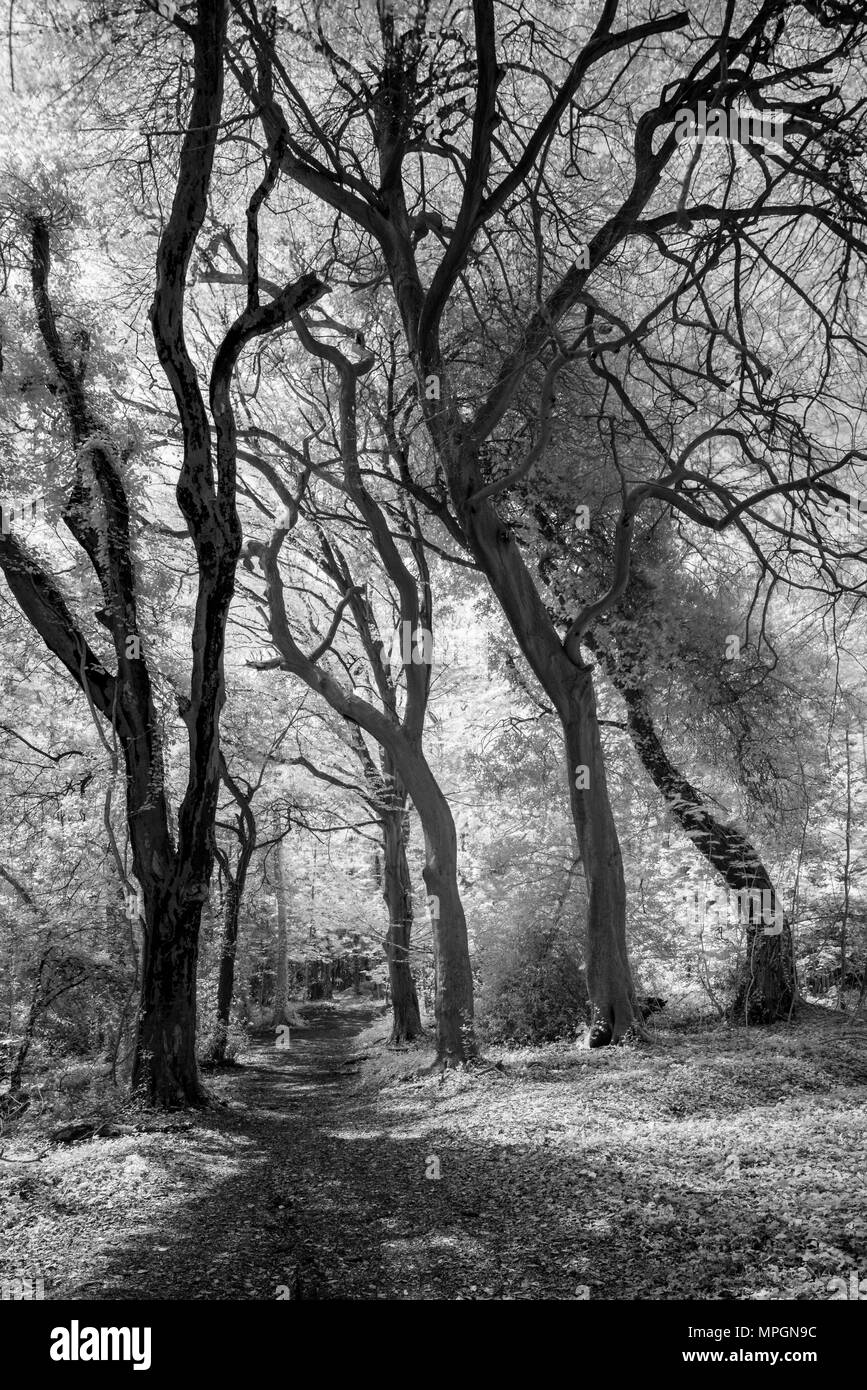 Woodland in infrared. Court Hill, Clevedon, North Somerset, England. Stock Photo