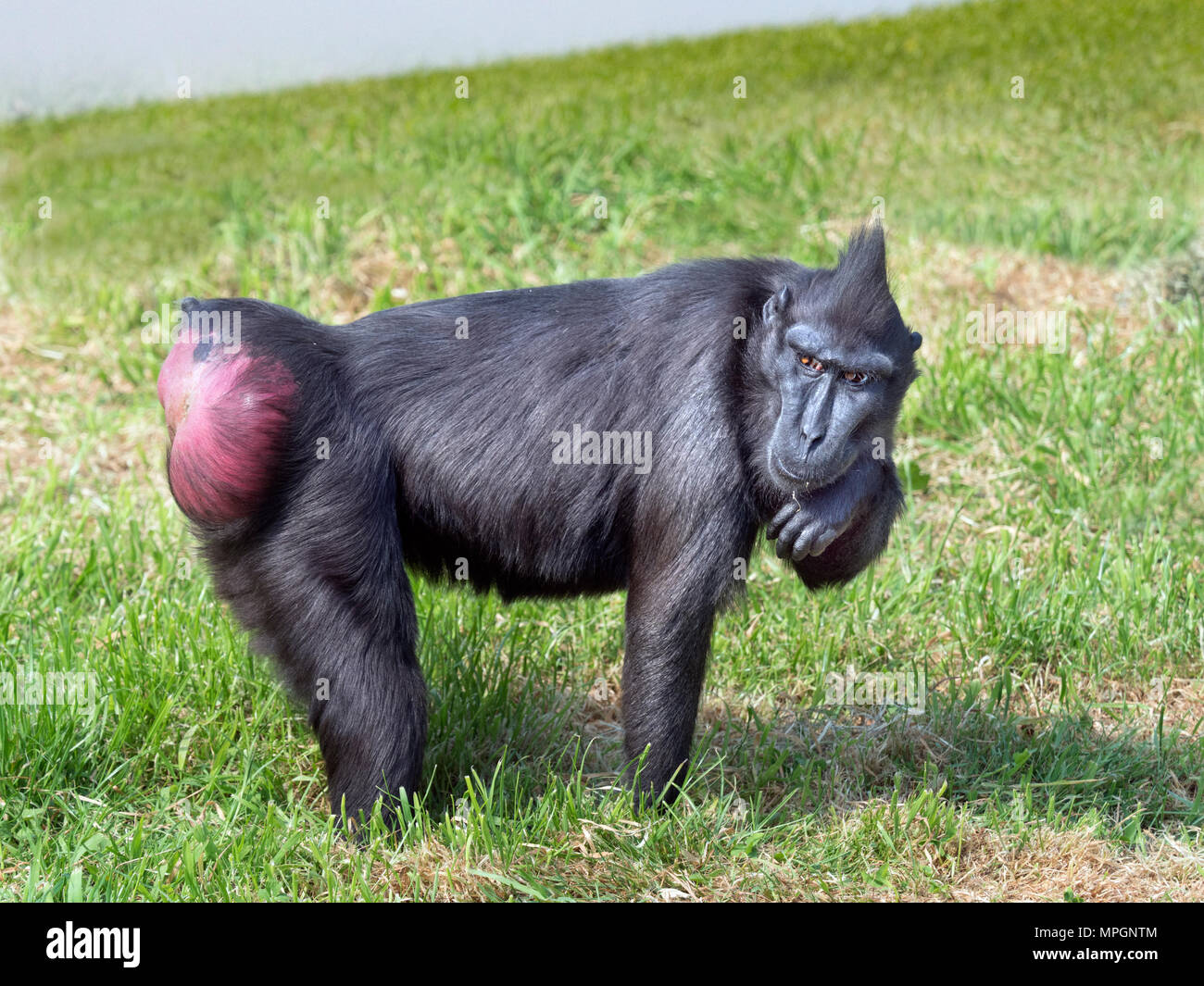 Crested macaque Macaca nigra also known as the Crested black macaque, Sulawesi crested macaque, or the Black ape Stock Photo