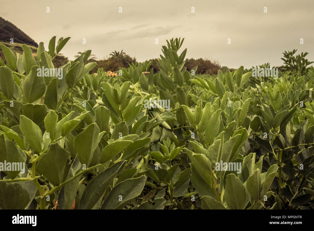 Cultivated field bean plants hi-res stock photography and images - Alamy