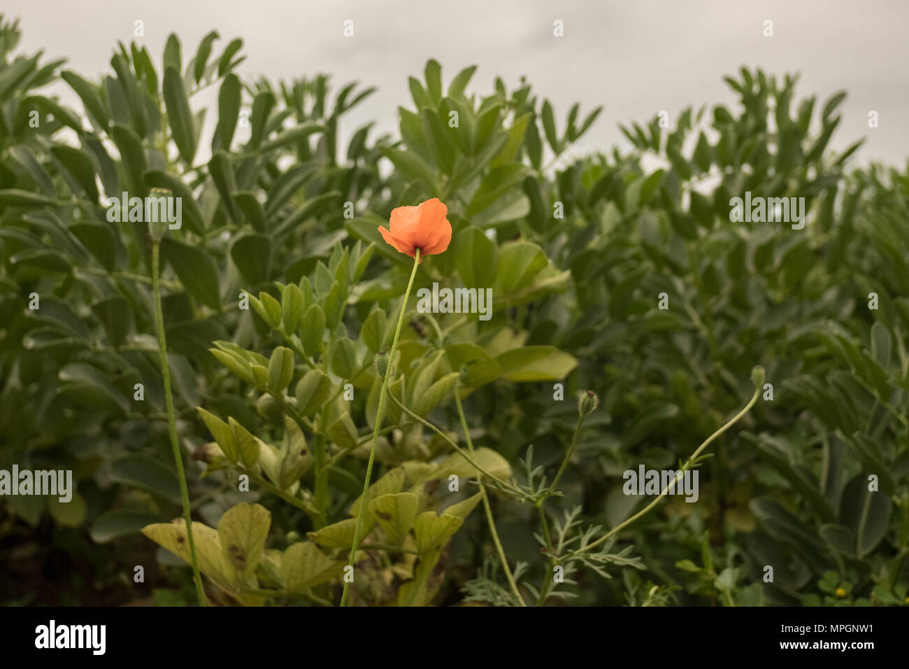 Poppy flower and broad bean plants in the background Stock Photo