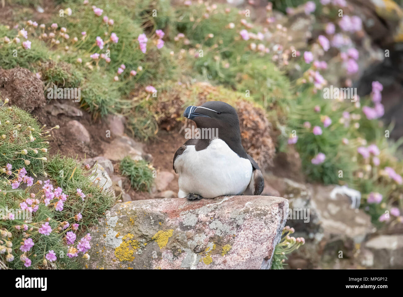 Razorbill sitting on the edge of a cliff among the Thrift flowers Stock Photo