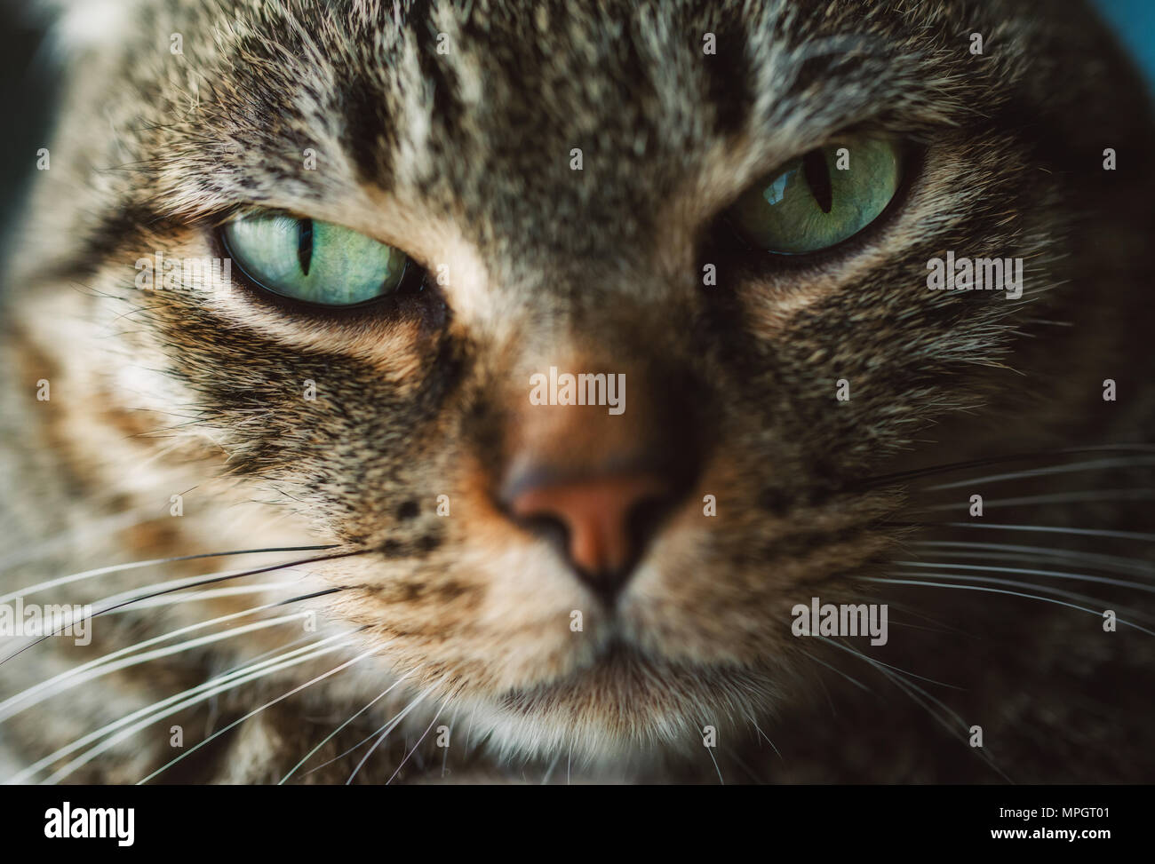 Tabby cat portrait, close up shot Stock Photo