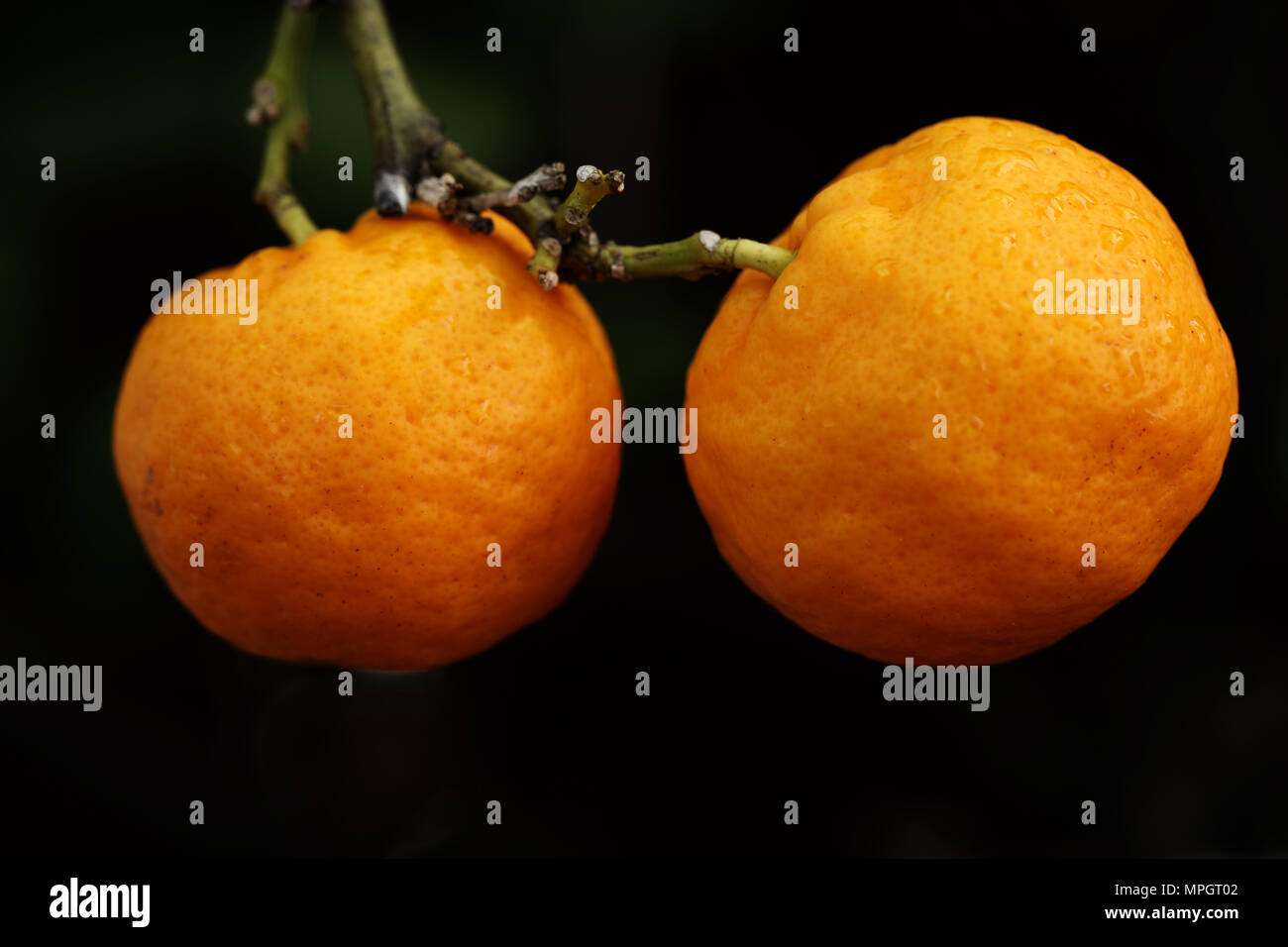 Kumquat Stock Photo Alamy