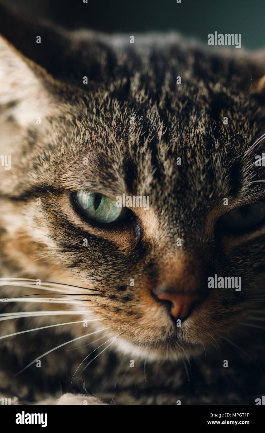 Tabby cat portrait, close up shot Stock Photo