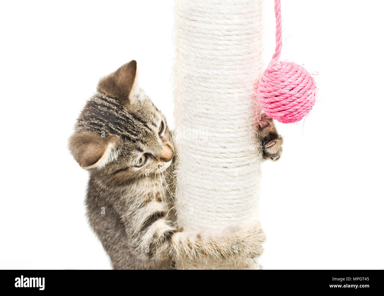 Small cat playing with a pink ball and isolated on white background Stock Photo