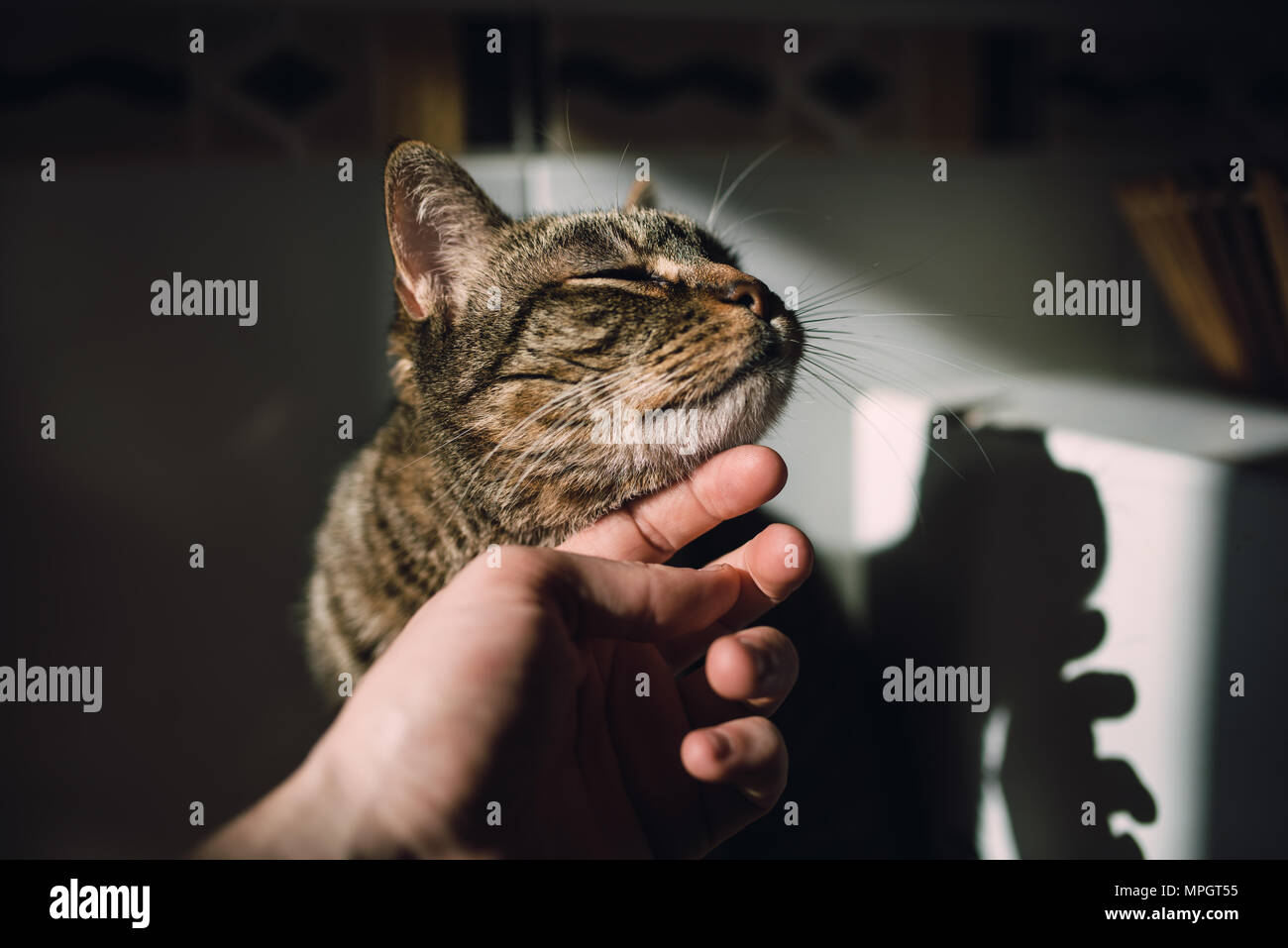 Human hand stroking a tabby cat at home Stock Photo