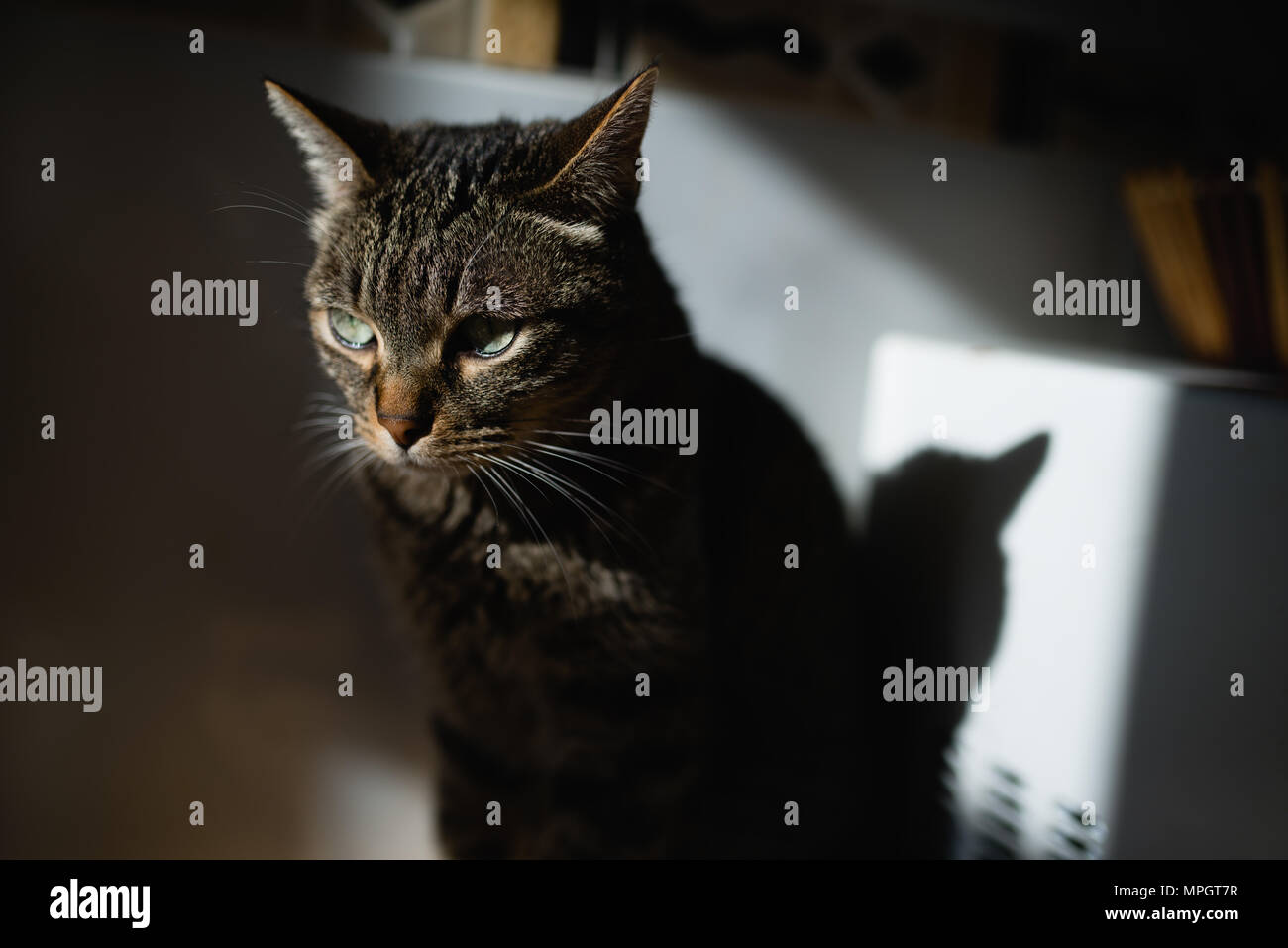 Beautiful tabby cat portrait at home Stock Photo