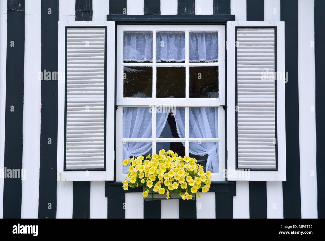 Beautiful yellow petunias in the open close window Stock Photo Alamy