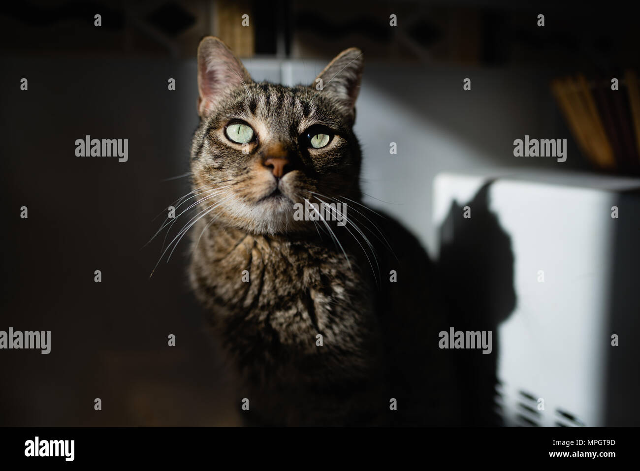 Beautiful tabby cat portrait at home Stock Photo