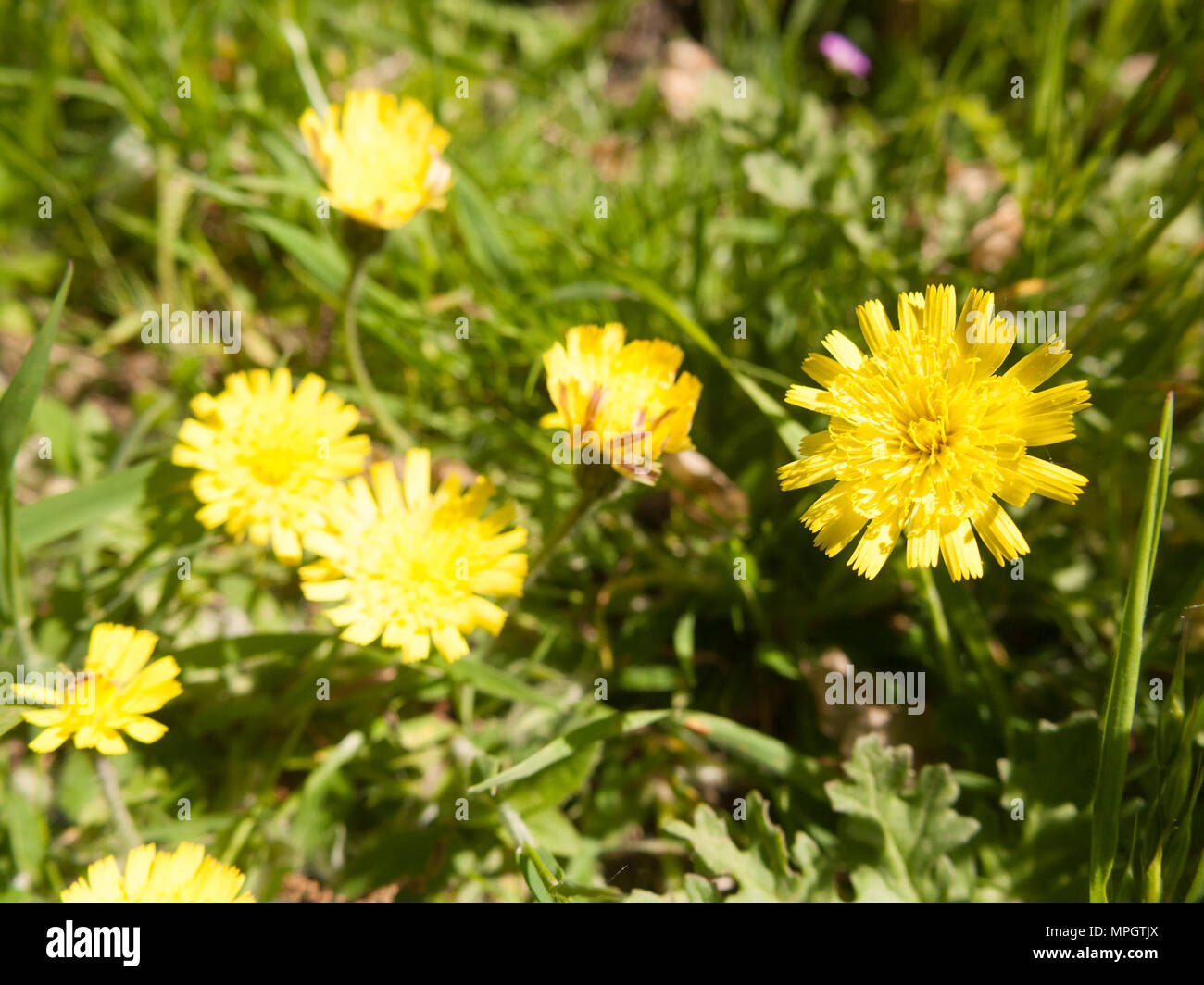 close up of yellow spring flower Andryala integrifolia - Andryala; essex; england; uk Stock Photo