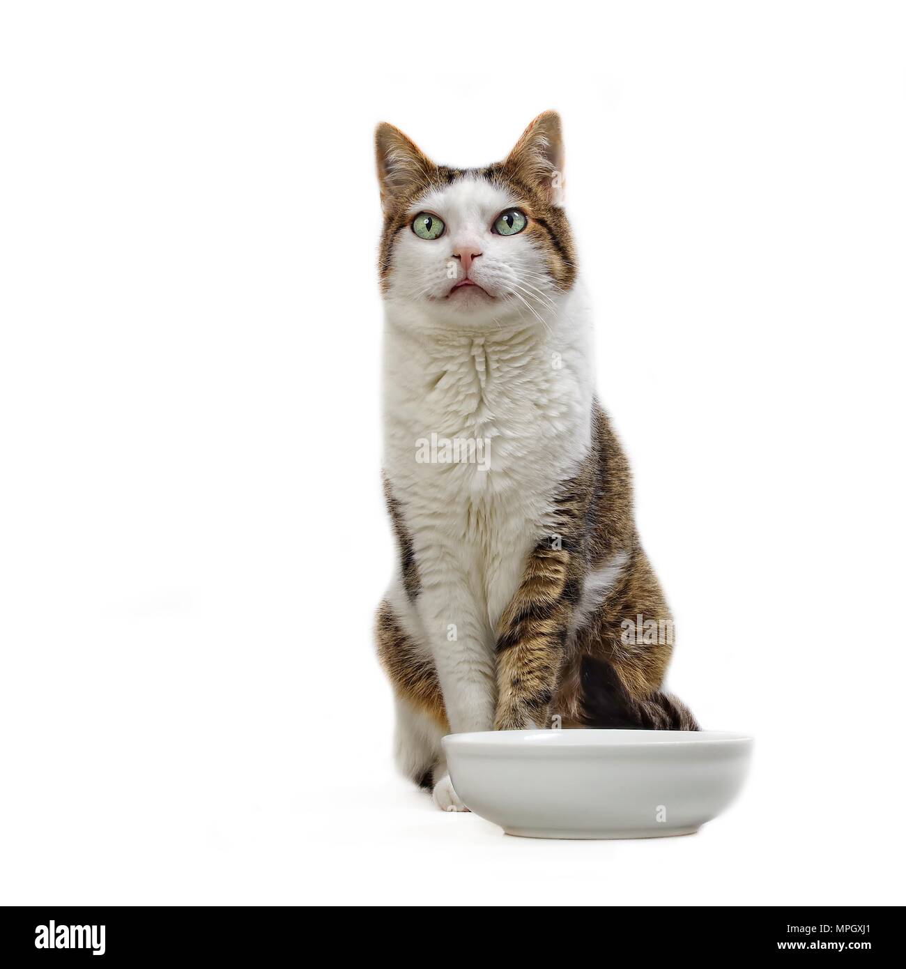 Old tabby cat sitting beside a food bowl and waiting for food - Isloatede on white background. Stock Photo