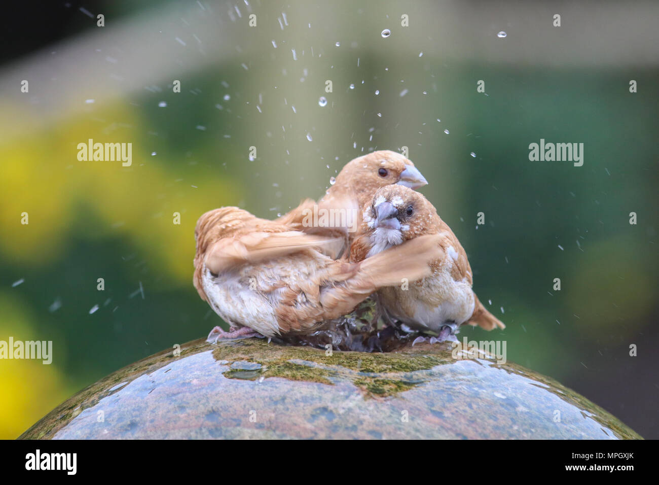 Bengalese Finch (Finches) enjoying a splash in the water fountain at