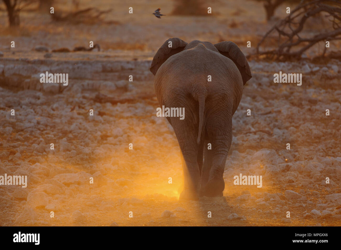 Animal backside not back not behind hi-res stock photography and images ...