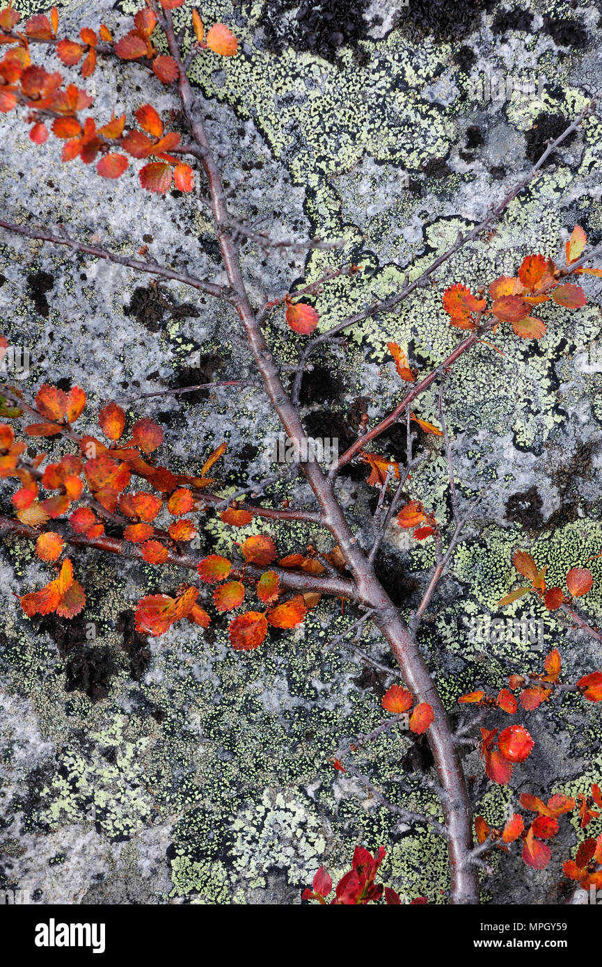 dwarf birch on a stone, autumm, dovrefjell, norway, (betula nana) Stock Photo