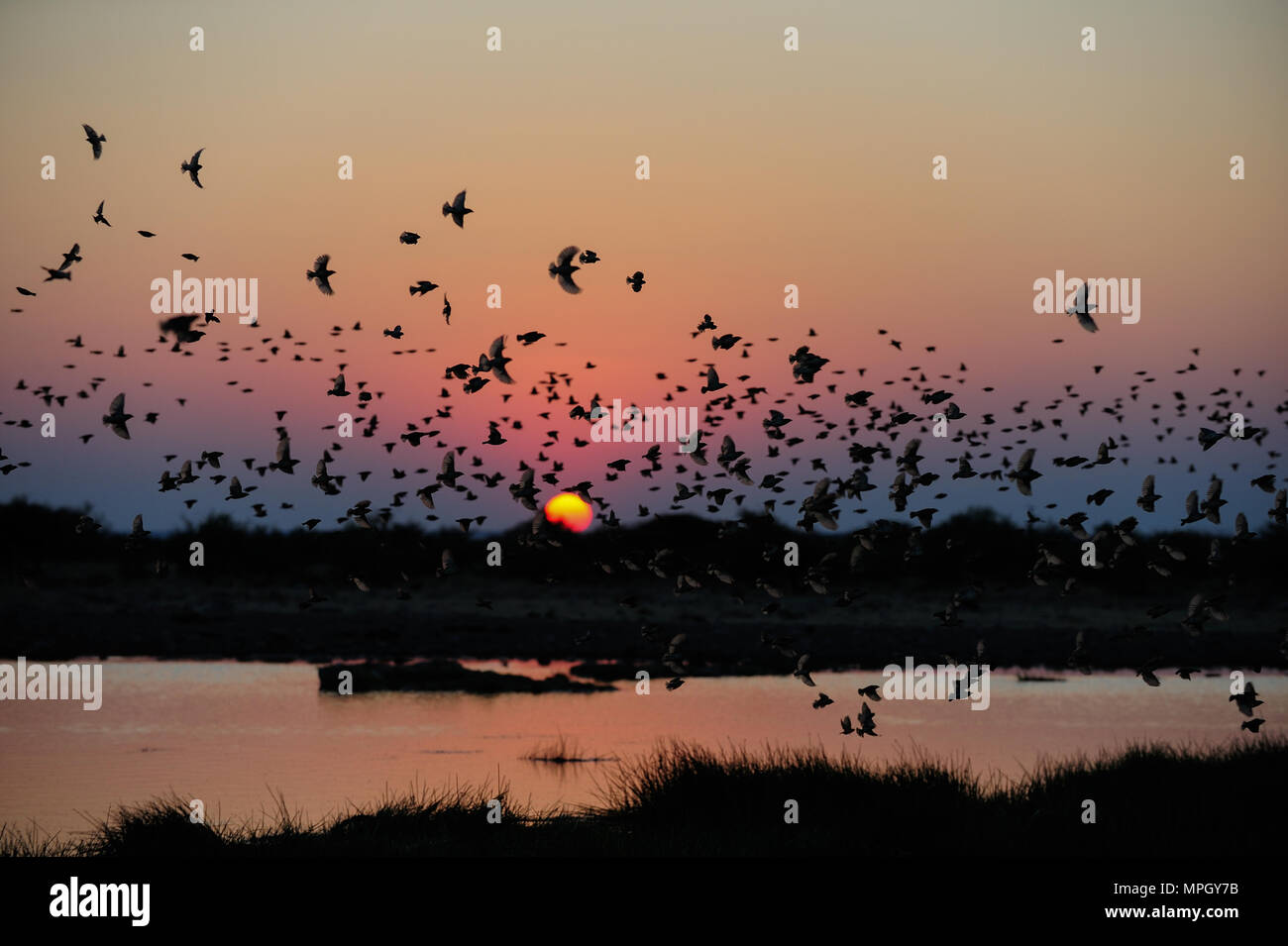 Redbilled quelea swarm with sunset, etosha nationalpark, namibia, (quelea quelea) Stock Photo