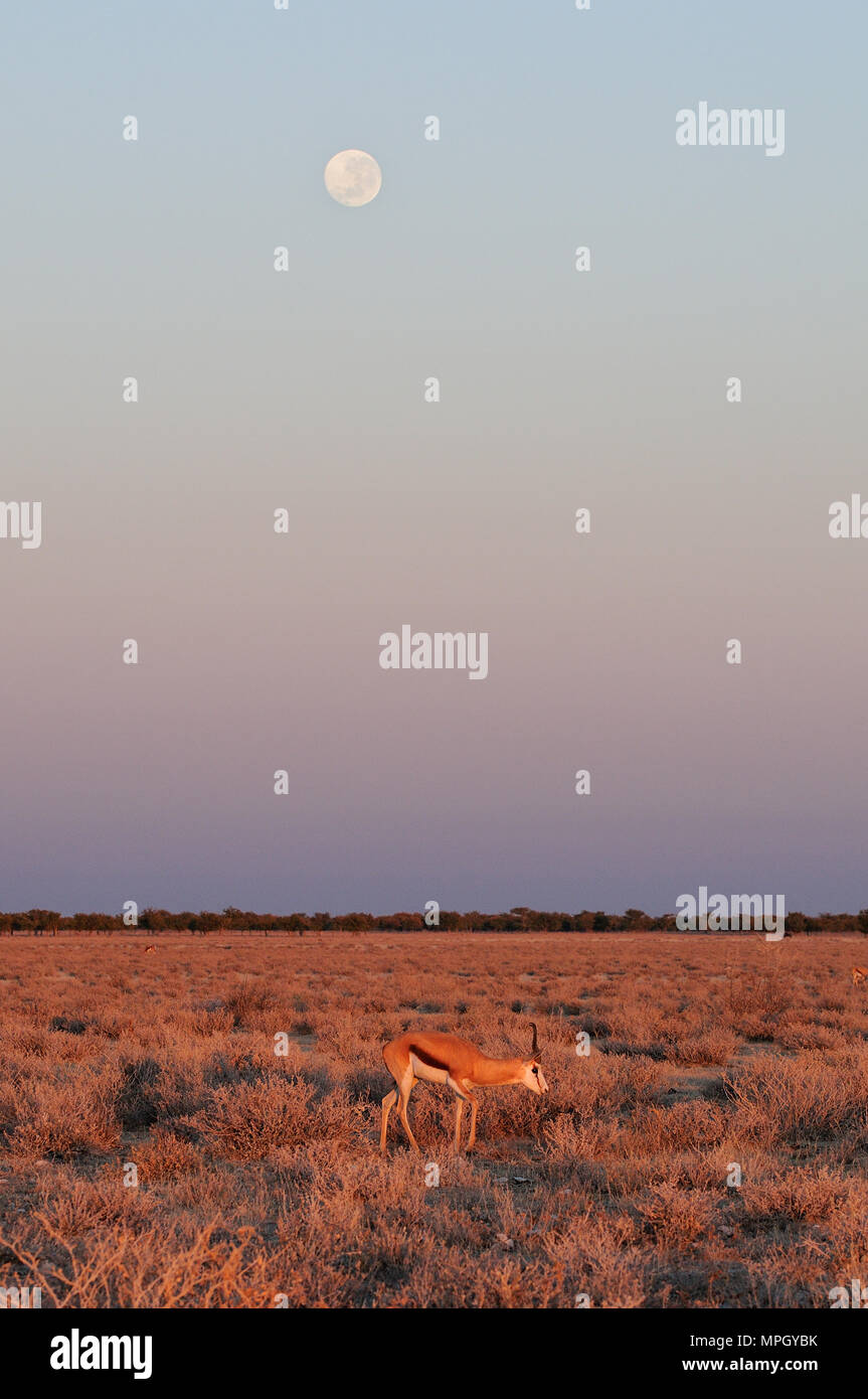 Springbock with moon, sunrise, etosha nationalpark, namibia, (antidorcas marsupialis) Stock Photo