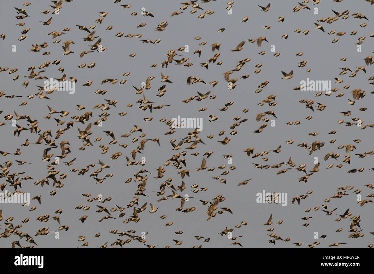 Redbilled quelea swarm in the sky, (quelea quelea),  etosha national park, namibia Stock Photo
