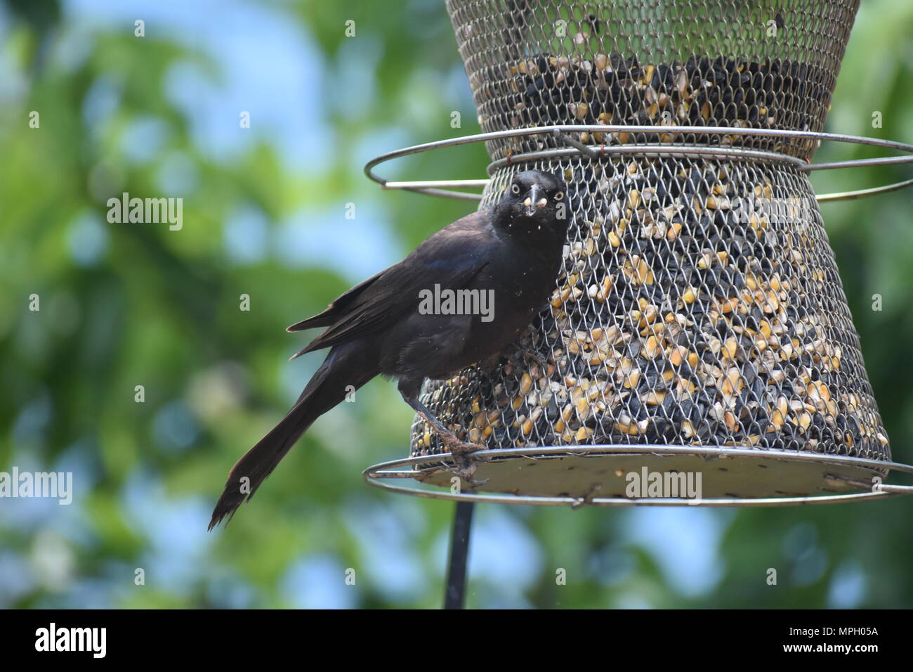 Blackbird On A Backyard Garden Feeder Looking At You Stock Photo