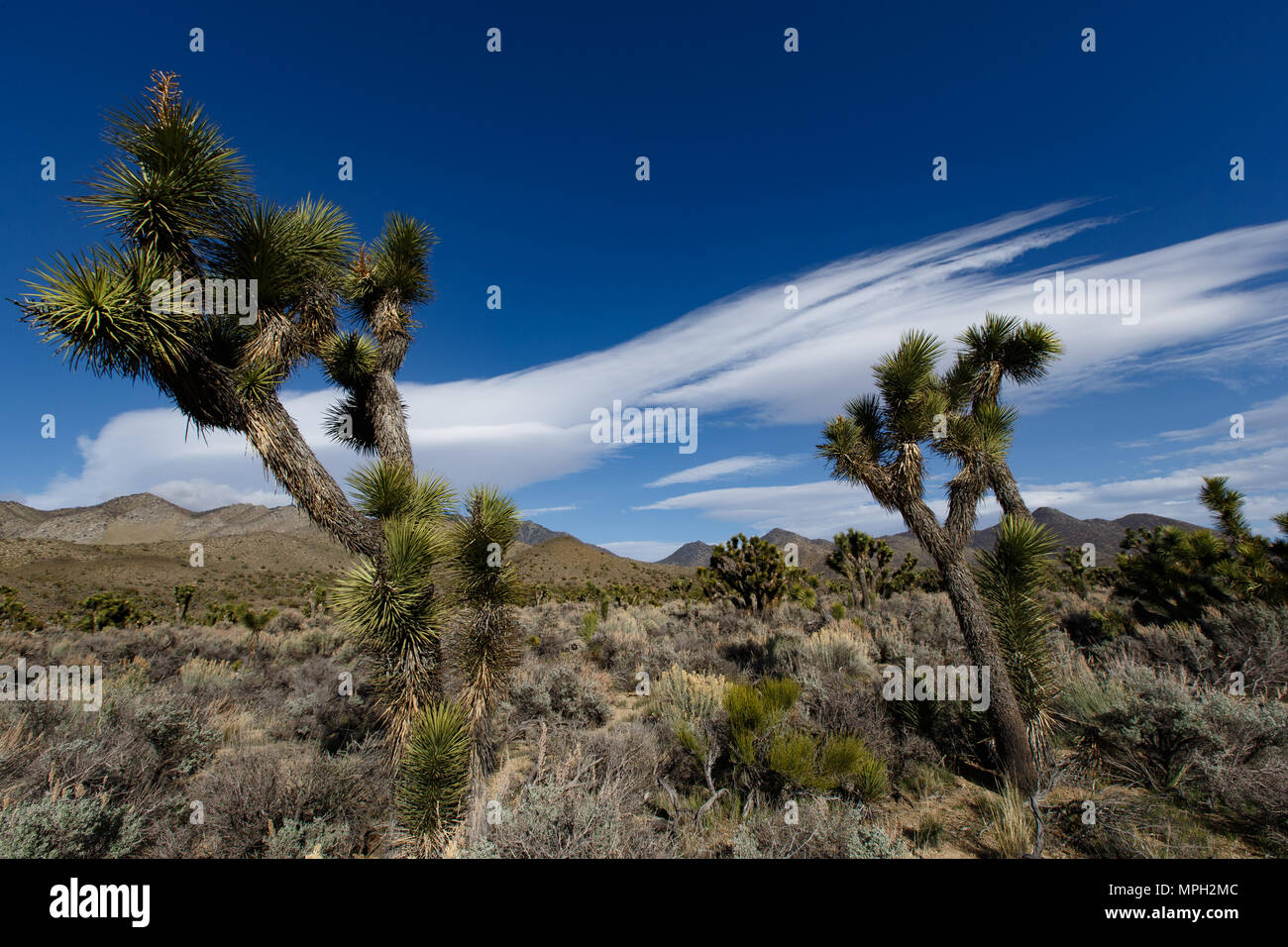 Joshua Trees near State Route 178 and Walker Pass in Kern County, California. The pass road reaches 5,250 foot elevation and links the Movave Desert w Stock Photo