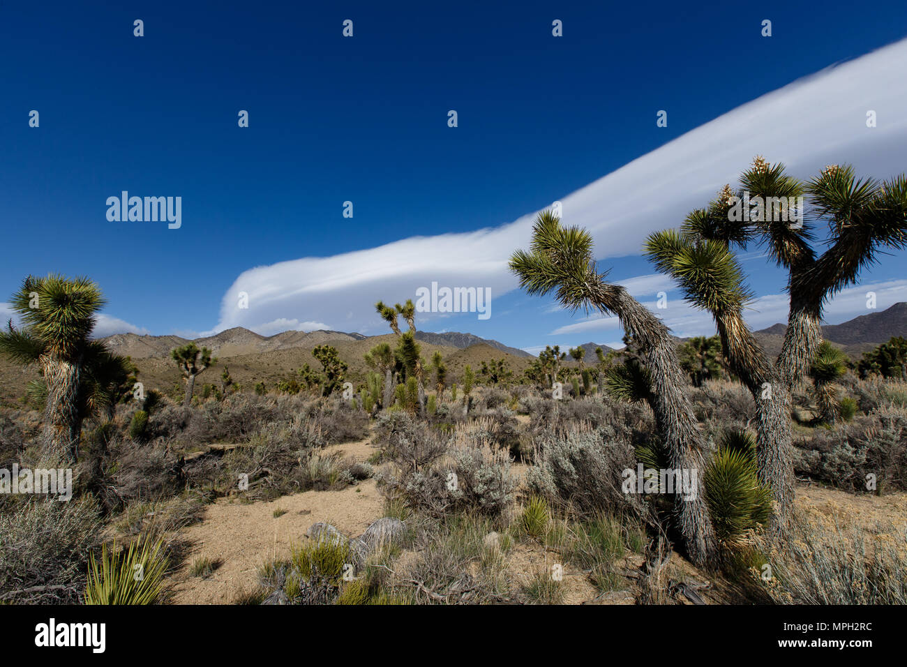 Joshua Trees near State Route 178 and Walker Pass in Kern County, California. The pass road reaches 5,250 foot elevation and links the Movave Desert w Stock Photo