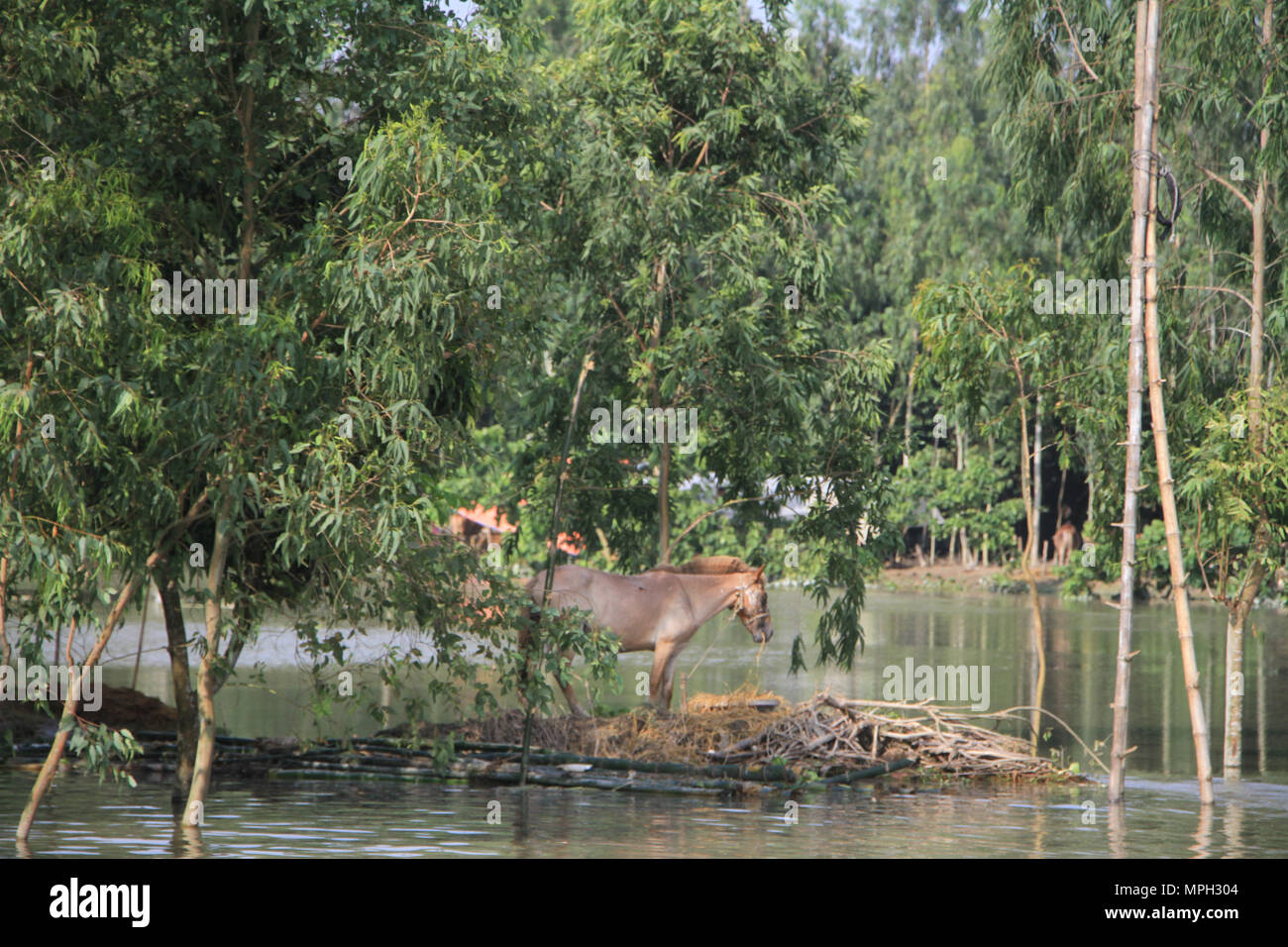 Brahmaputra river cattle hi-res stock photography and images - Alamy