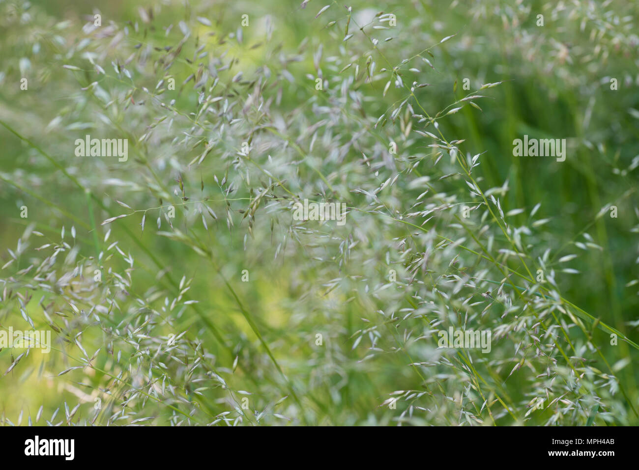 flowering grass macro selective focus Stock Photo
