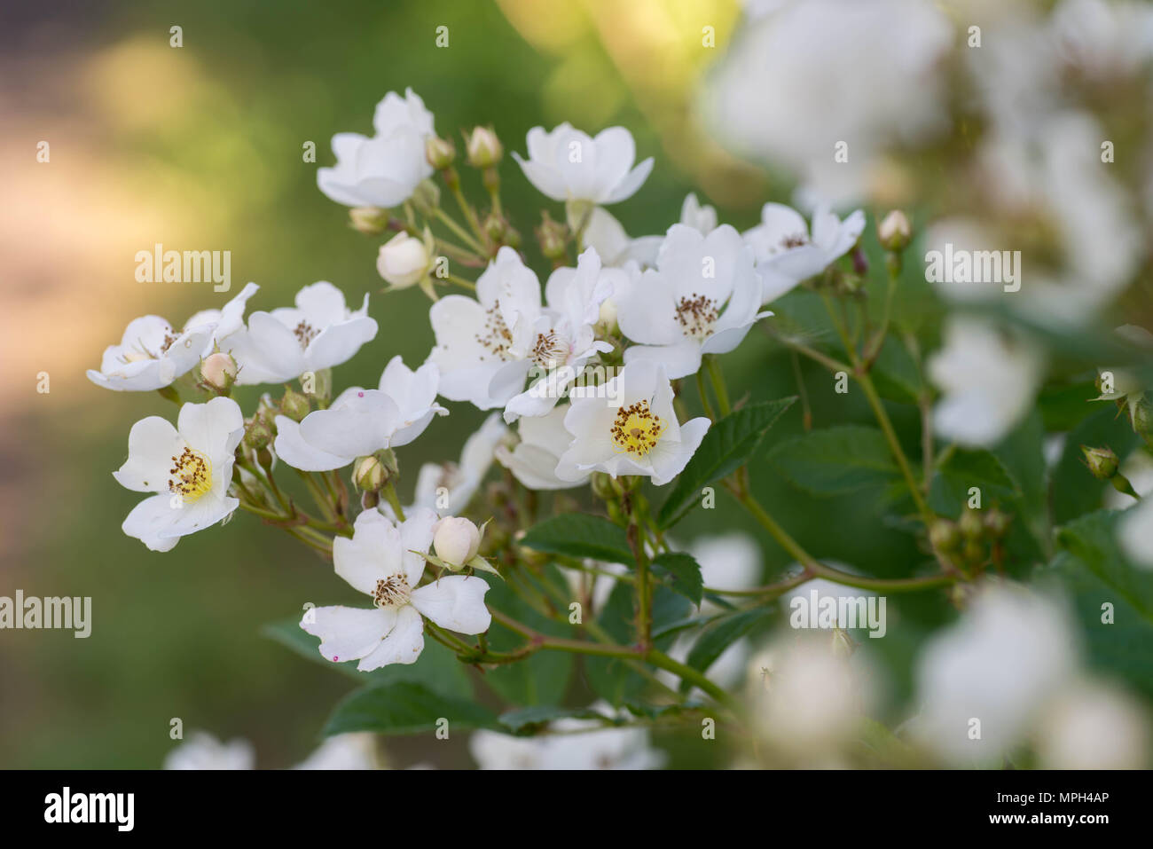 Wild Small Roses White wild rose hi-res stock photography and images - Alamy