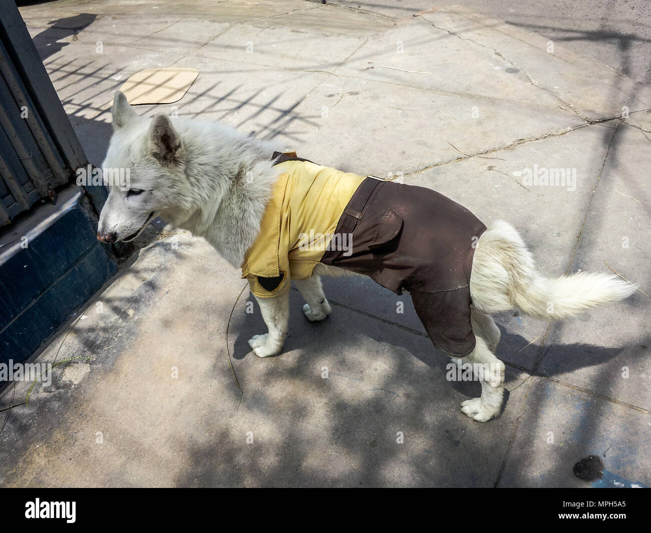 Guachiman dog with safety clothing, concept image and humor Stock Photo