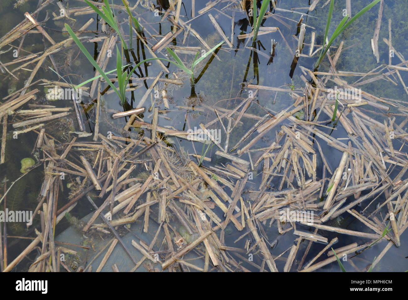 Floating reed debris in a lake with visible pondweed Stock Photo
