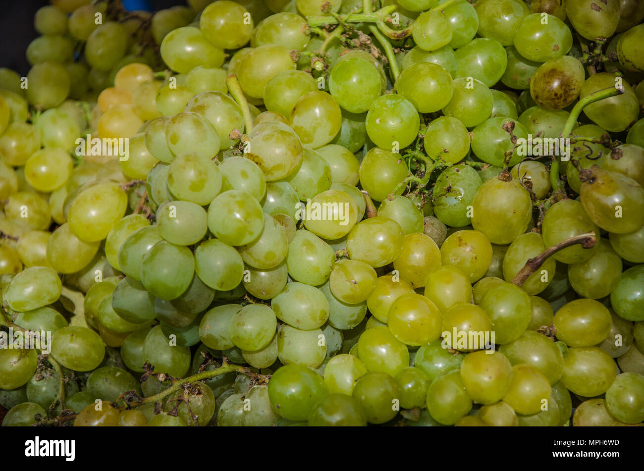 Grape yield hires stock photography and images Alamy
