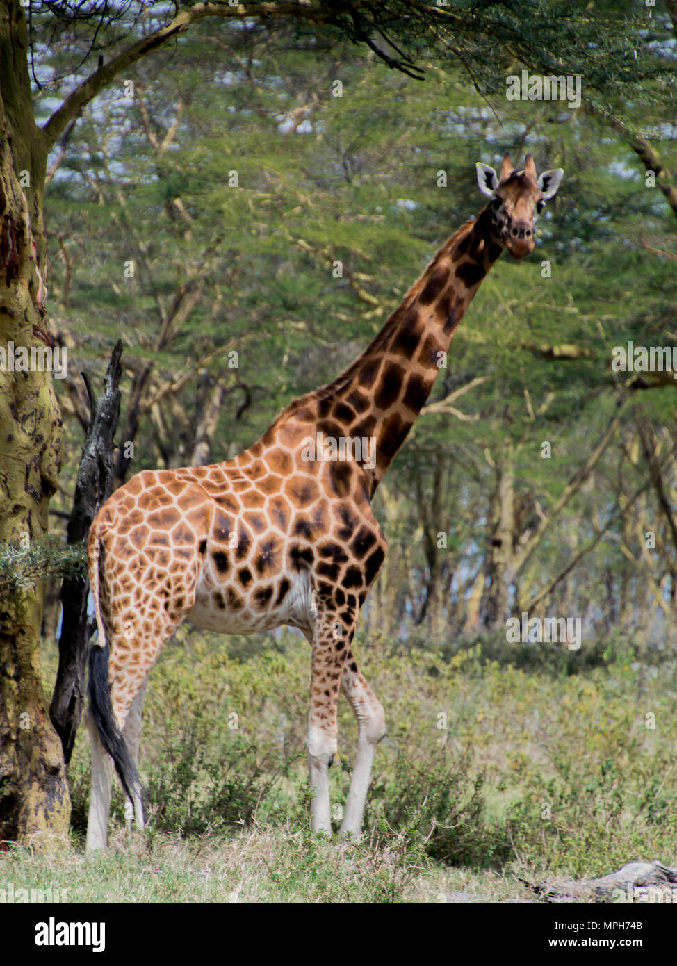 A giraffe standing tall and watching the camera Stock Photo
