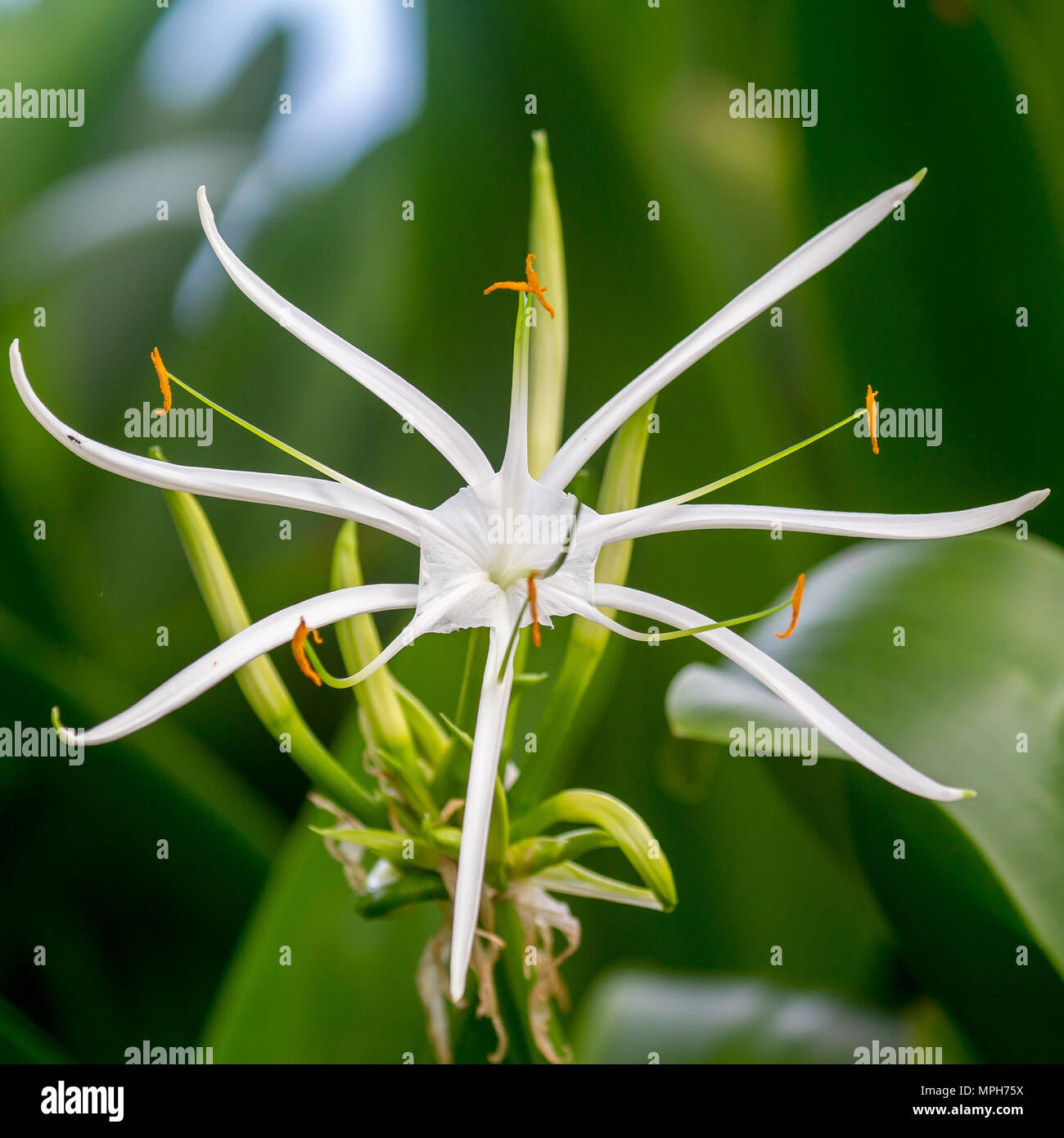 Spider lily (Crinum asiaticum), a beautiful tropical flower, on Praslin, Seychelles. Stock Photo