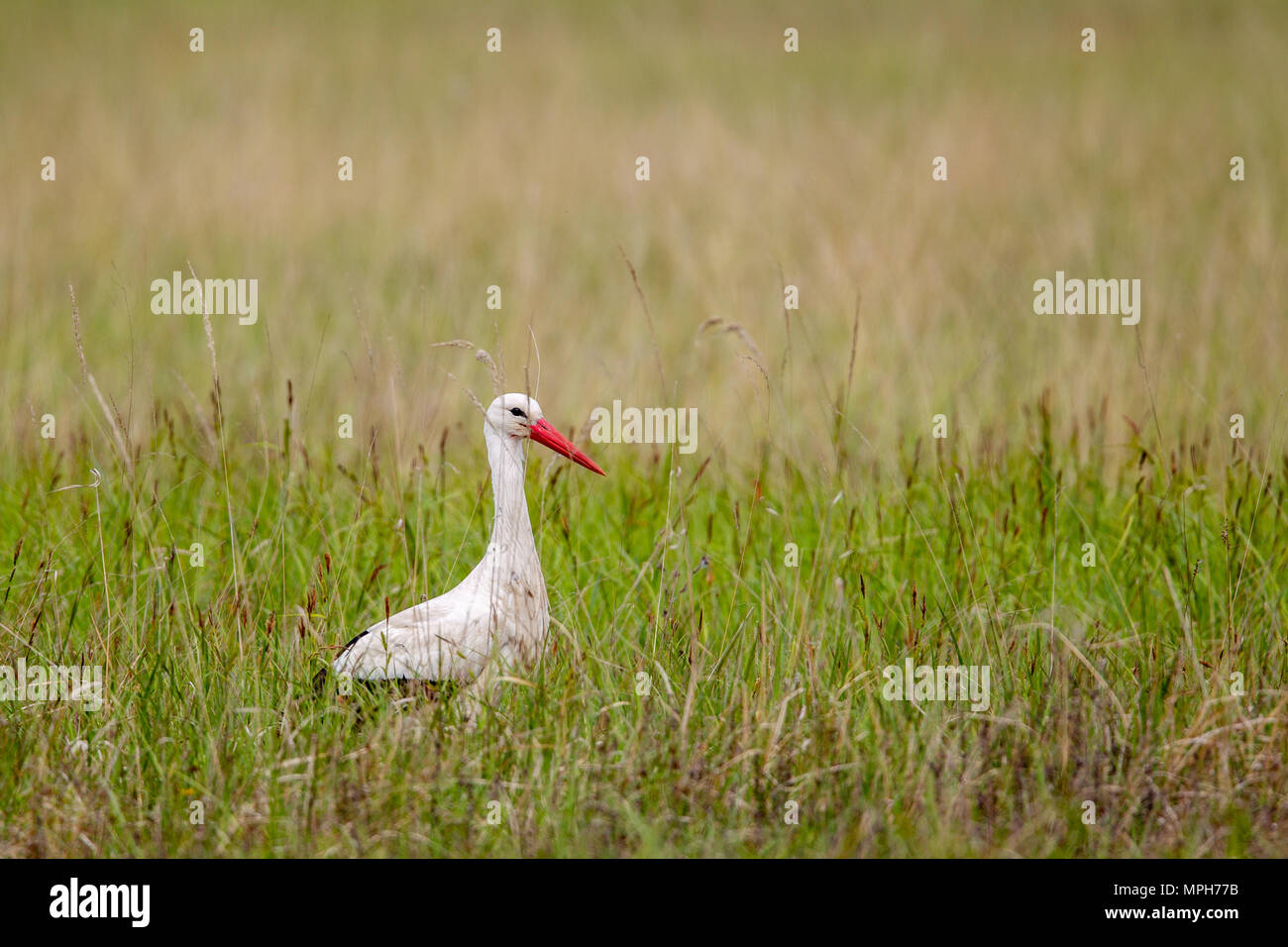 White Stork (Ciconia ciconia) on a meadow in spring in the nature protection area Mönchbruch near Frankfurt, Germany. Stock Photo