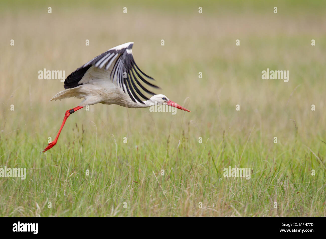 White Stork (Ciconia ciconia) flying over a meadow in spring in the nature protection area Mönchbruch near Frankfurt, Germany. Stock Photo
