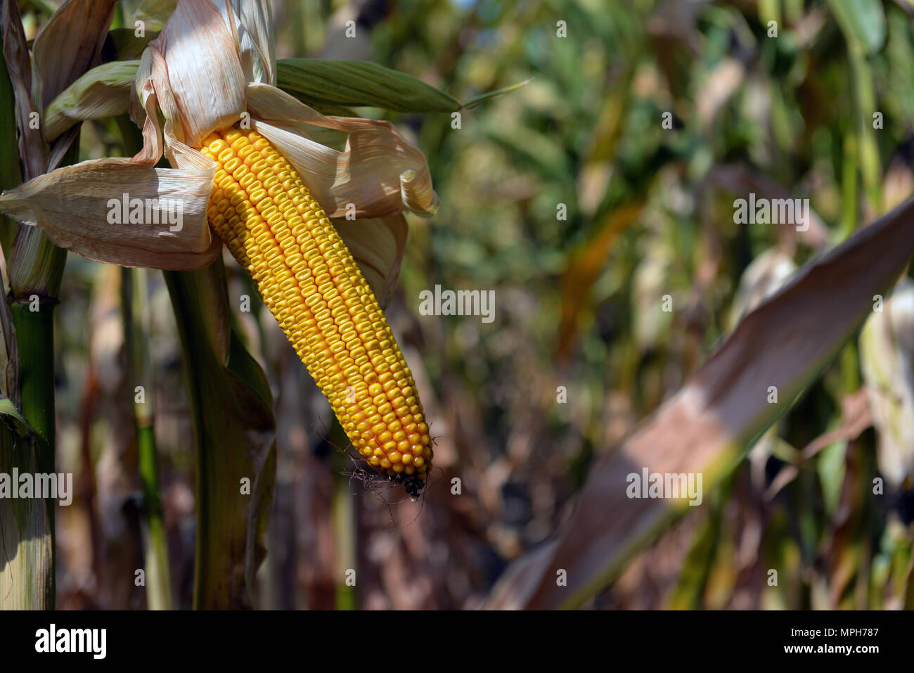 ripe corn in the field Stock Photo
