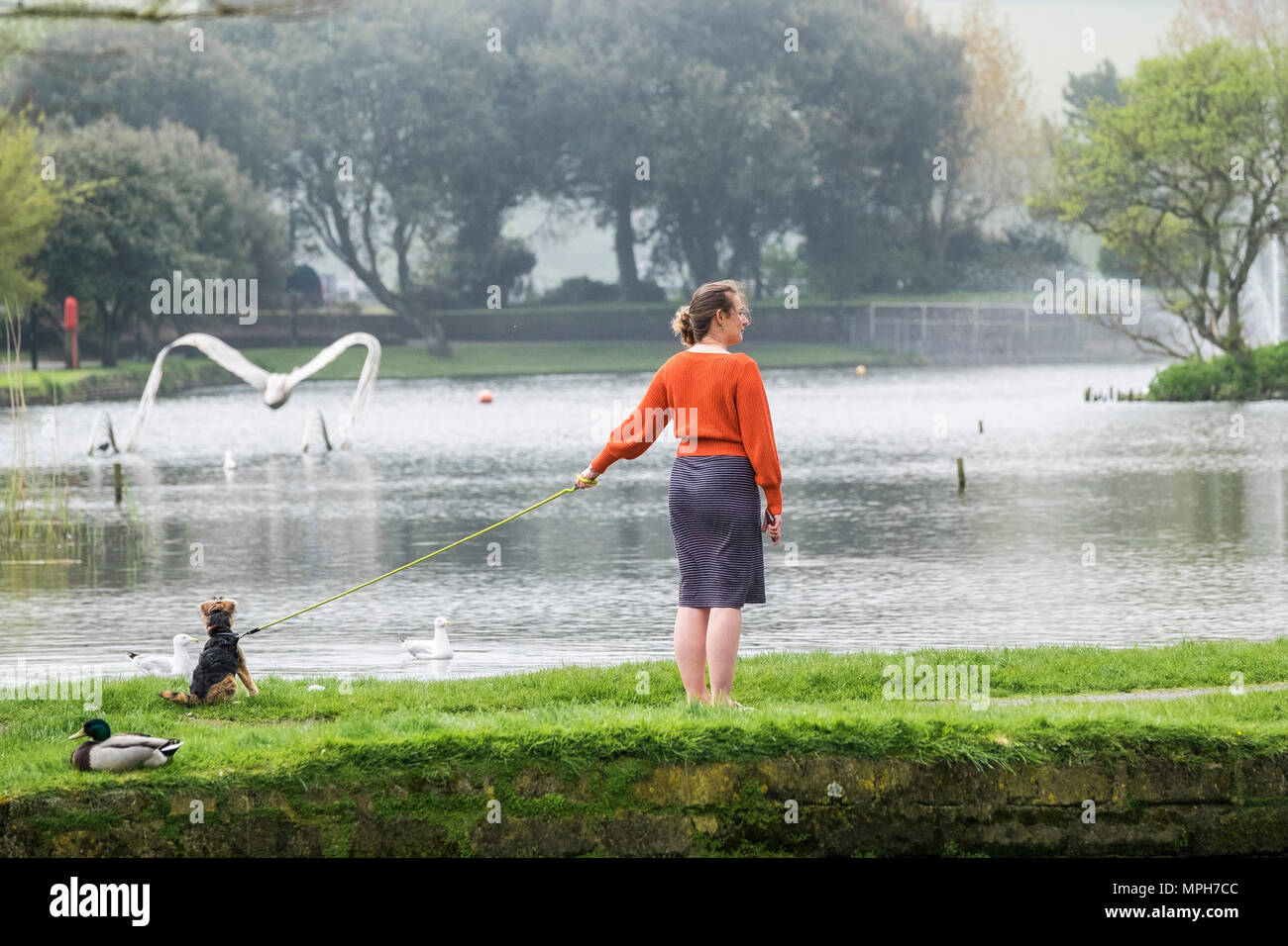 A woman walking her dog near a lake in Newquay in Cornwall. Stock Photo