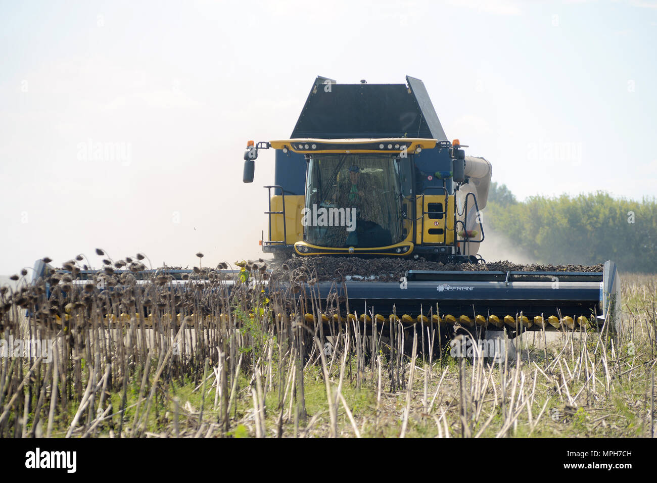 UKRAINE, 02, SEPTEMBER, 2016, harvester for harvesting sunflower crop, UKRAINE, 02, SEPTEMBER, 2016 Stock Photo