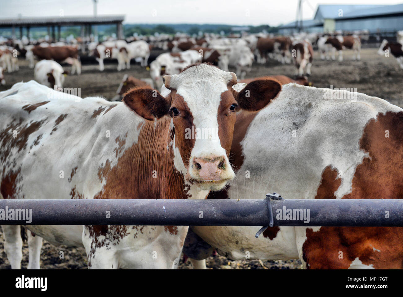 cows eat feed on the farm Stock Photo - Alamy