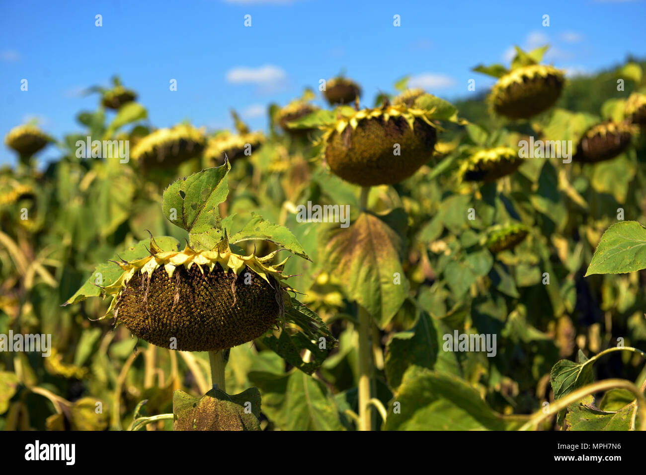 ripe sunflowers in the field against the sky Stock Photo - Alamy