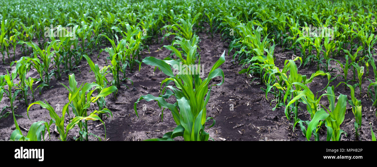 Field corn in the factory Stock Photo