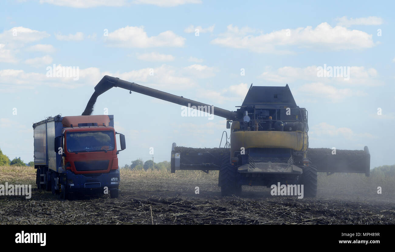 UKRAINE, 02, SEPTEMBER, 2016, harvester for harvesting sunflower crop, UKRAINE, 02, SEPTEMBER, 2016 Stock Photo