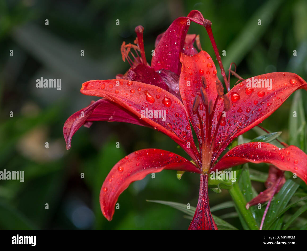 Tiger lily lilium tigrinum hires stock photography and images Alamy