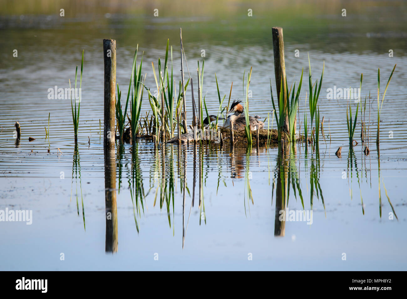 A pair of great crested grebes on the nest with two chicks Stock Photo
