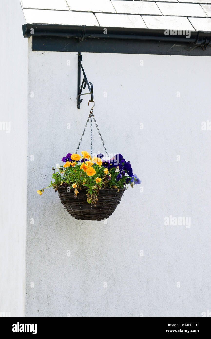 Hanging basket against white wall Stock Photo